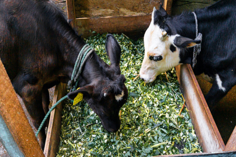 Dairy Farming at Siyambalanduwa DS Division.