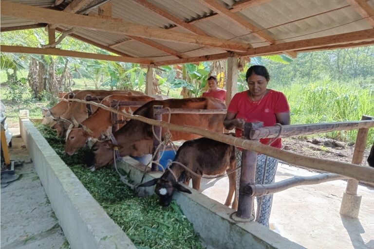 DROUGHT RESILIENT  DAIRY FARMING  Dry Zone