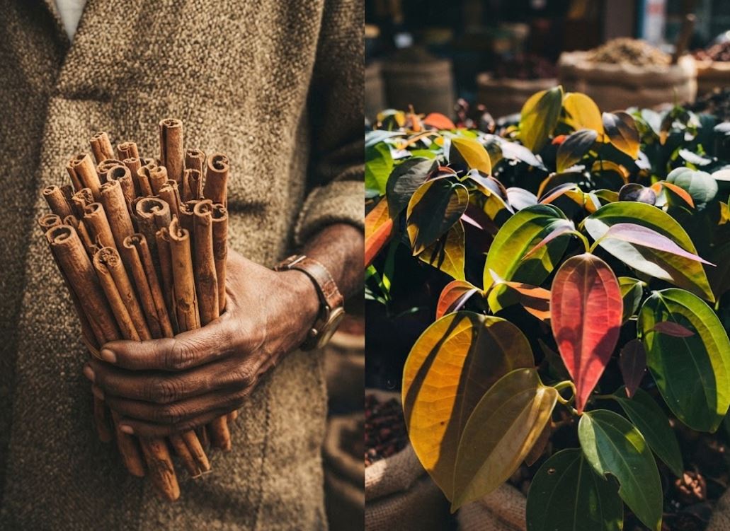 Ceylon Cinnamon: Path to a sustainable future